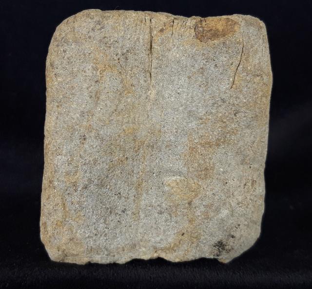 Equisetum sp. LINNAEUS - Bild © FossNet FossilienStore